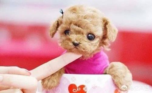 茶杯犬的寿命多长？