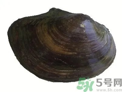 河蚌怎么杀?怎么杀河蚌才可以?