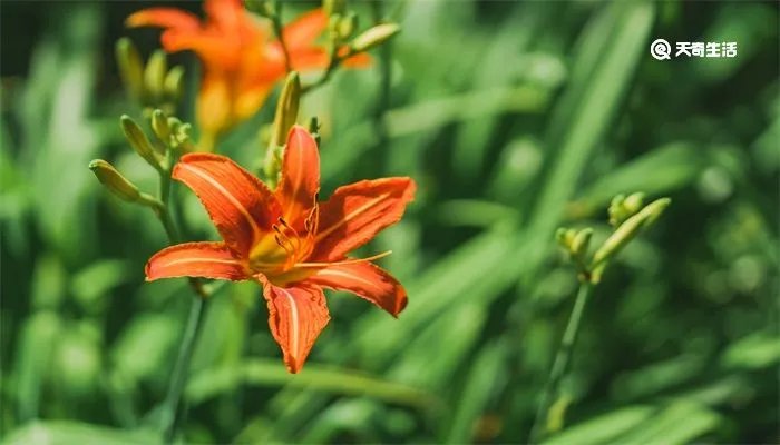 母亲节送妈妈什么花