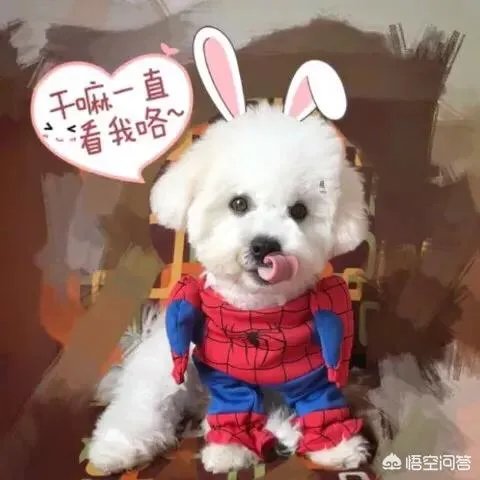 老人给鸡织毛衣保暖，有哪些适合宠物的搭配？
