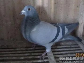 老北京人养信鸽是什么情况？
