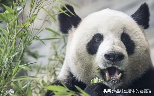 大熊猫爱吃的竹子是草还是树?