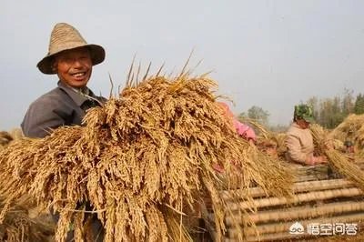 中国新粮上市