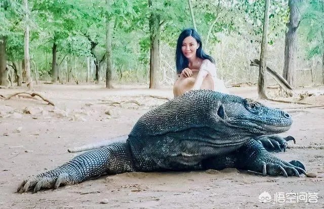 科莫多巨蜥与非洲鳄哪个更厉害?