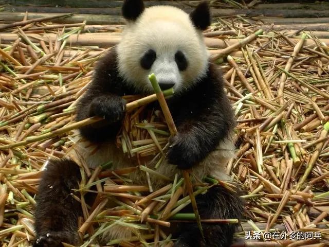 大熊猫爱吃的竹子是草还是树?