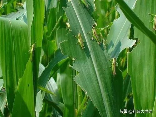 非洲蝗虫成灾,已影响印度和巴基斯坦,会传入中国吗?