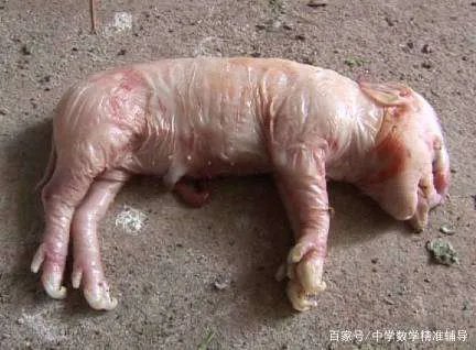 农村经常说“牛生麒麟猪生象”,到底是怎么回事?