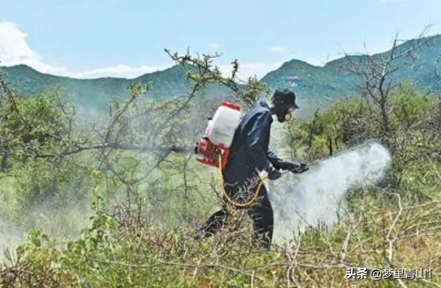 巴基斯坦蝗灾怎么样了?最近怎么感觉没人提及?