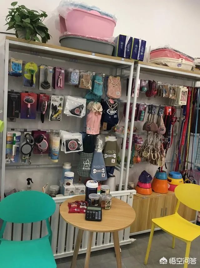 加盟一个宠物店或者自己开一个需要多少钱？