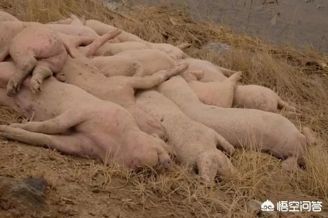 “黄河大堤内现死猪”事件引热议,猪死了为什么要扔进黄河?