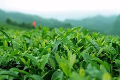 歙县痛哭茶企老板获武警援助，被泡茶叶应该如何处理？